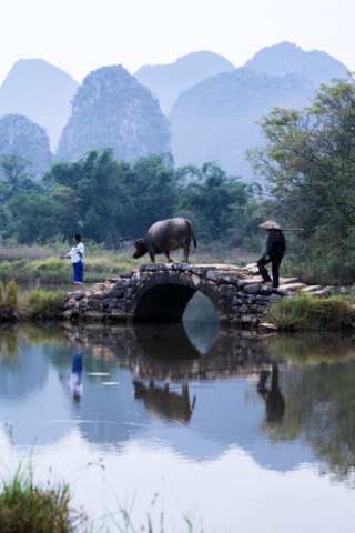 Water buffalo with its owners, Tianxin Village, Guilin, Guangxi, China