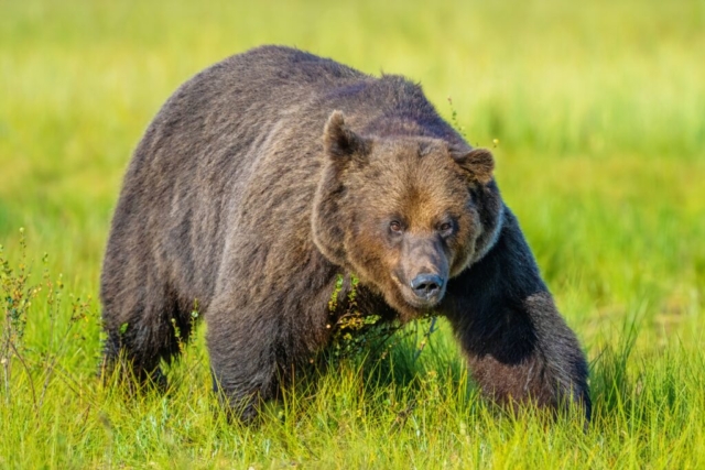 Brown Bear, Kuikka, Finland