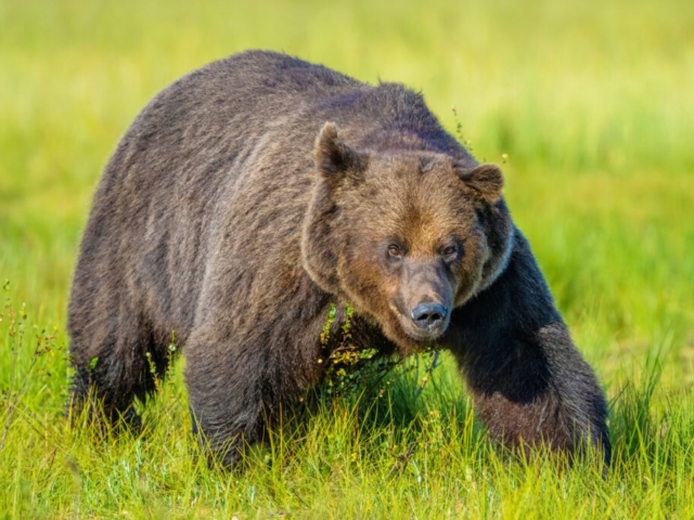 Brown bear from wilderness in Kuikka, border Finland/Russia