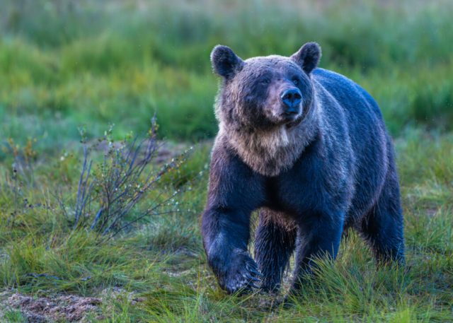 Host from the Kingdom of Bear, Kuikka, Finland