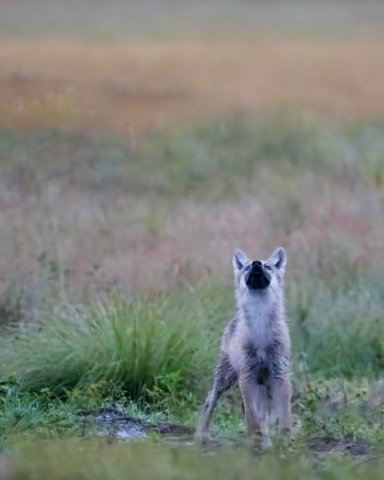 A three months old wolf cub from wilderness, Kuikka, Finland