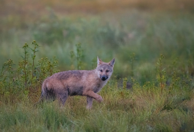 A three months old wolf cub, Kuikka, Finland