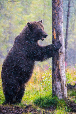 Extremely heavy rain in the bear kingdom, Kuikka, Finland