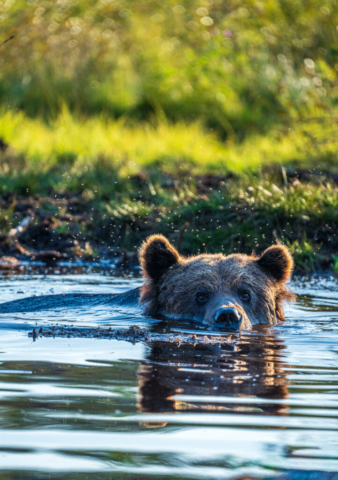 A brown bear swims calmly, Kuikka, Finland