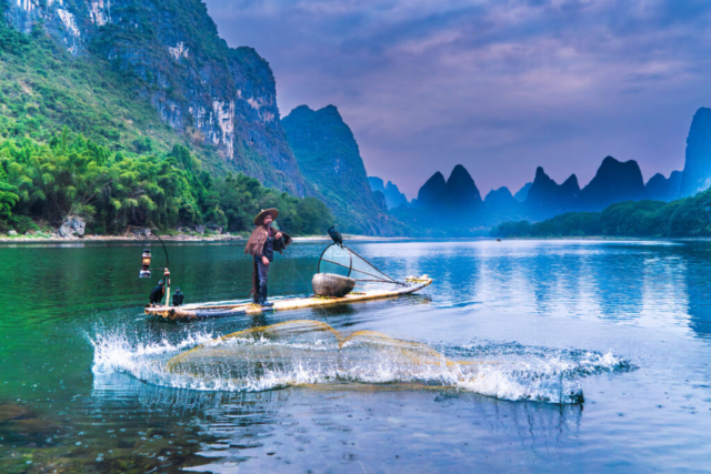 Cormorant fishing in sunrise, Yangshuo, Guangxi, China