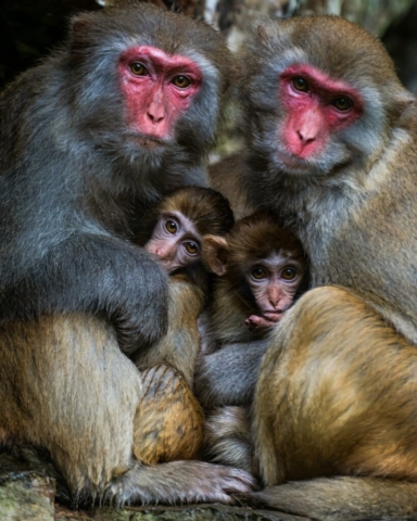 Father, Mother and We ... We are family! A Monkey Family from Zhangjiajie National Forest Park, Zhangjiajie, Hunan, China