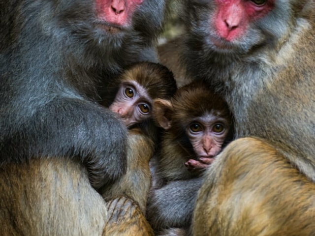 Father, Mother and We ... We are family! A Monkey Family from Zhangjiajie National Forest Park, Zhangjiajie, Hunan, China