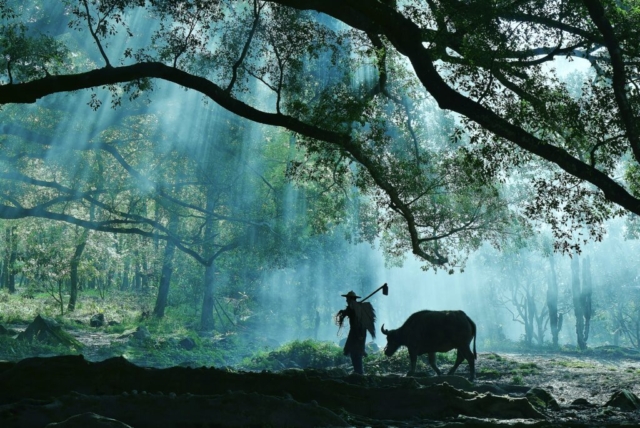 Farmer and his water buffalo in sunshine, Yangjiaxi Village, Xiapu, Fujian, China