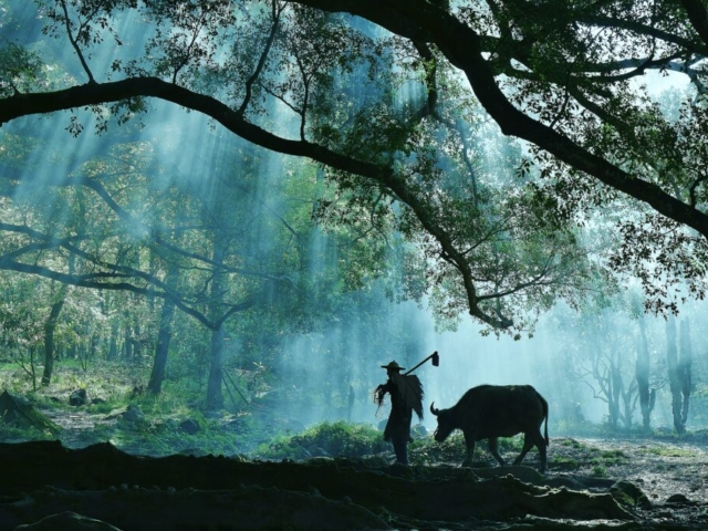 Farmer and his water buffalo in sunshine, Yangjiaxi Village, Xiapu, Fujian, China