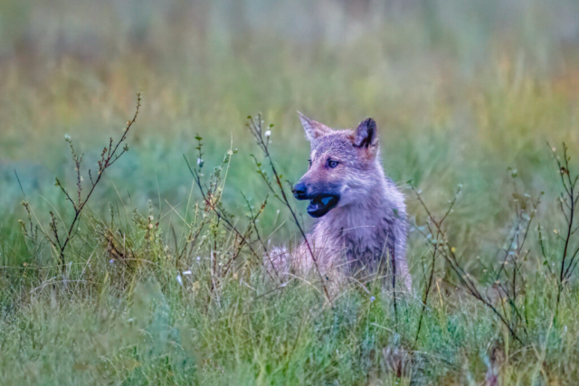 A three months old wolf cub from wilderness, Kuikka, Finland