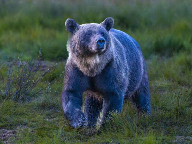 Proud Host from the Kingdom of Bear, wilderness in Kuikka, border Finland/Russia