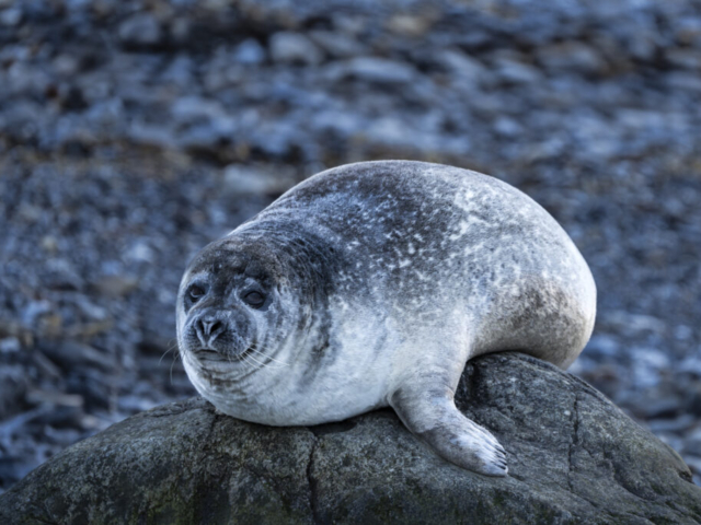 Arctic seal, Blomstrandsgalvoya, Kongsfjord, James I Land, Svalbard, Norway