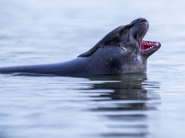 A satisfied seal from Lilliehöökfjord, Svalbard, Norway