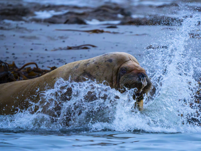 Walrus in action, Smeerenburg, Svalbard, Norway