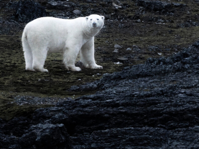 Polar Bear, the King of Arctic, Akseloya, Bellsund, Nordenskiöld Land/Nathorst Land, South Svalbard, Norway