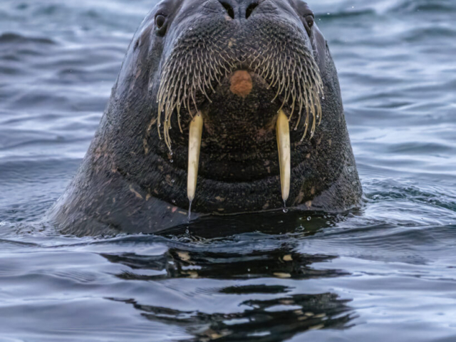 Walrus from walrus colony, Smeerenburg near Danskoya and Amsterdamoya, Albert I Land, Northwest Svalbard, Norway