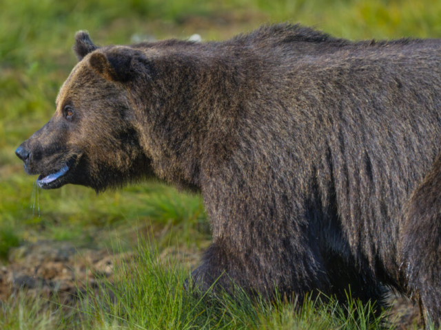 Brown bear from wilderness in Kuikka, border Finland/Russia