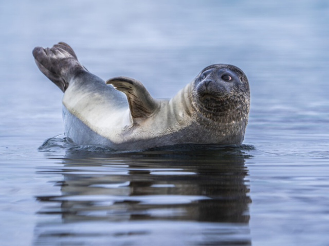 Arctic seal, Lilliehöökfjord, Krossfjorden, Albert I Land/Haakon VII Land, Svalbard, Norway