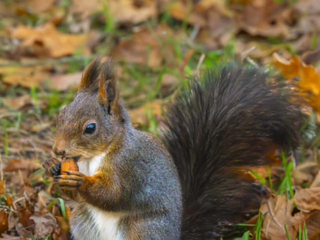 Equirrel, Autumn's cutest pie, Stockholm, Sweden