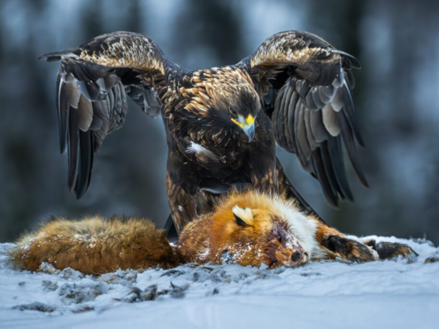 Golden eagle and his red fox, Lauvsnes, Flatanger, Norway