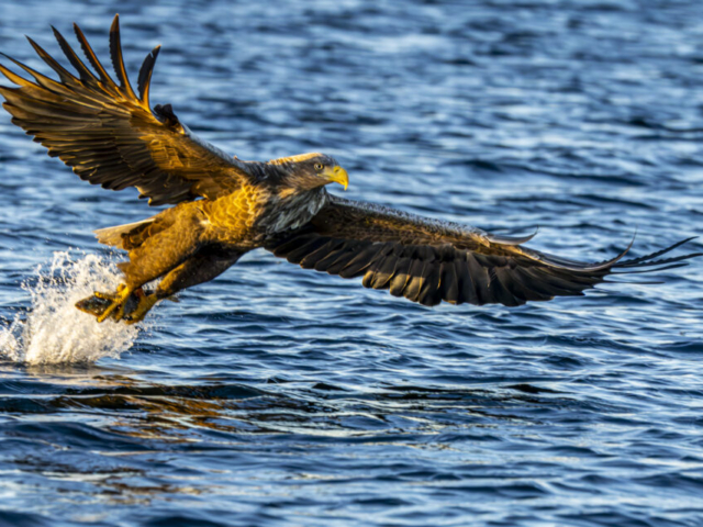 Sea eagle and his fish over Atlantic Sea, Lauvsnes, Flatanger, Norway