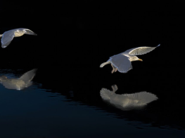 Seagulls and their reflections, Atlantic Sea, Norwegian coastline, Lauvsnes, Flatanger, Norway