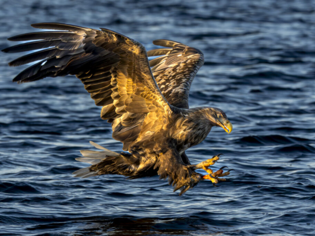 Sea eagle is landing on Atlantic Sea, Lauvsnes, Flatanger, Norway