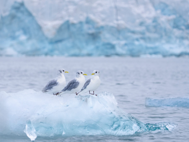 Arctic bird, Lilliehöökfjord, Krossfjorden, Albert I Land/Haakon VII Land, Svalbard, Norway