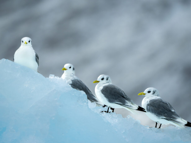 Arctic bird, Lilliehöökfjord, Krossfjorden, Albert I Land/Haakon VII Land, Svalbard, Norway