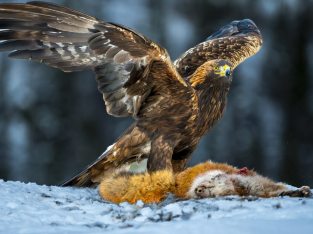 Golden eagle and his red fox, Lauvsnes, Flatanger, Norway