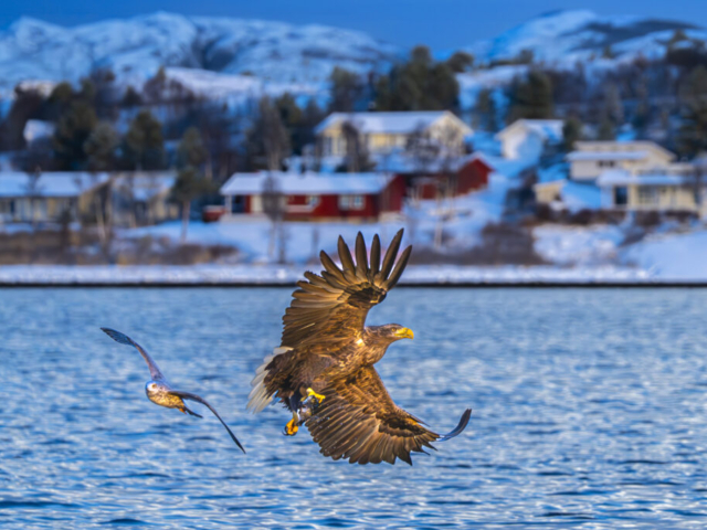 A spectacle by sea eagle and seagull for the residents living in those beautiful houses at Atlantic Coastline, Lauvsnes, Flatanger, Norway