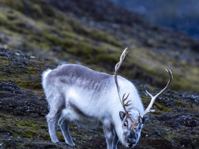 Svalbard-Reindeer, Skansbukta, Hornsund, Sorkapp Land, South Svalbard, Norway