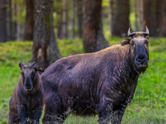 Takin, National Animal of Bhutan, Thimphu, Bhutan