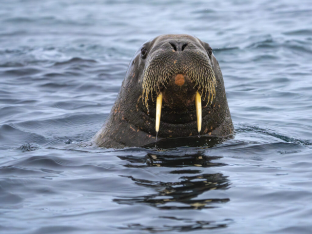 Walrus from Walrus Colony, Smeerenburg near Danskoya and Amsterdamoya, Albert I Land, Northwest Svalbard, Norway