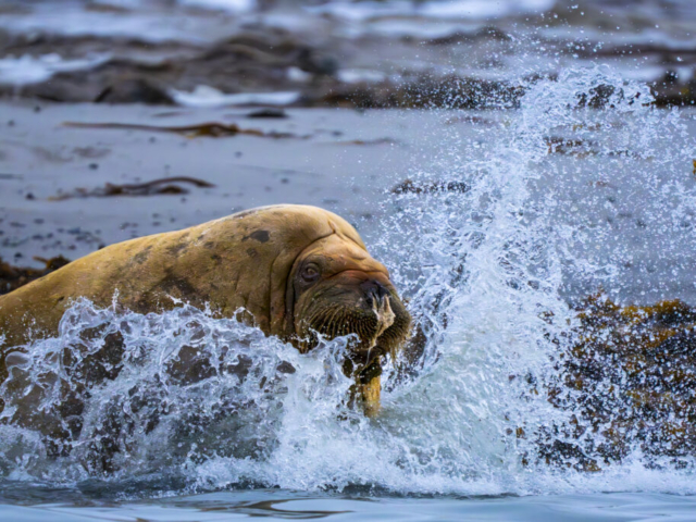 Walrus from Walrus Colony, Smeerenburg near Danskoya and Amsterdamoya, Albert I Land, Northwest Svalbard, Norway