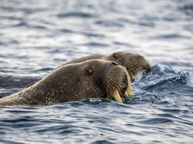 Walrus from Walrus Colony, Smeerenburg near Danskoya and Amsterdamoya, Albert I Land, Northwest Svalbard, Norway