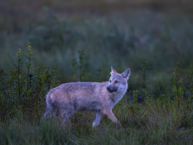 Three months old wolf cub, wilderness in Kuikka, border Finland/Russia