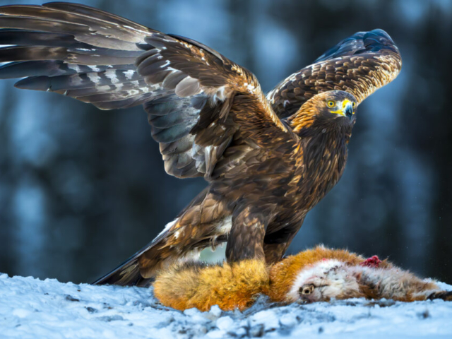 Golden eagle and his red fox, Lauvsnes, Flatanger, Norway