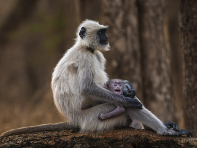 Himalayan Langur, Satpura Tiger Reserve, Bhopal, India