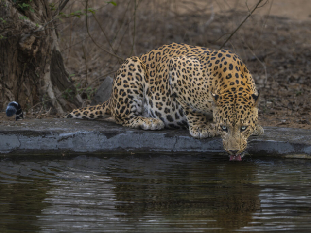 Thirsty leopard, Jhalana Leopard Reserve, Jaipur, India
