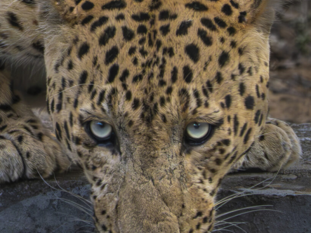 Portrait of a thirsty leopard, Jhalana Leopard Reserve, Jaipur, India