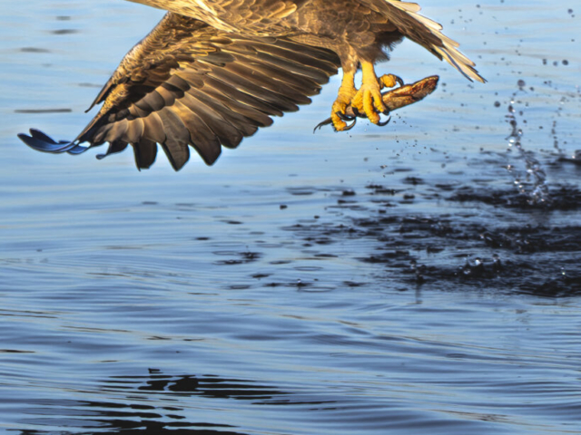 Lucky Sea Eagle with fish, Atlantic Coastline, Lauvsnes, Flatanger, Norway