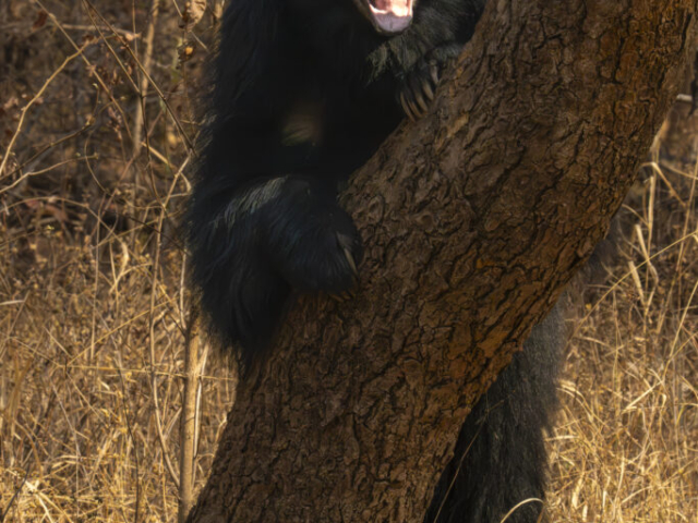 Sloth Bear, Satpura Tiger Reserve, Bhopal. India