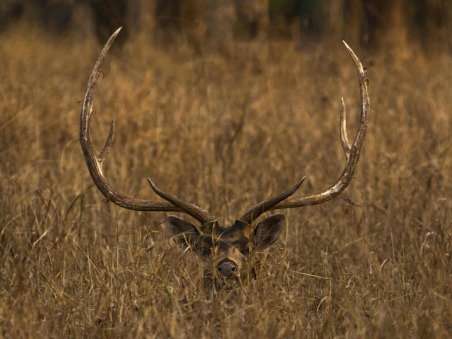Spotted Deer in sunset, Pench Tiger Reserve, Seoni, India