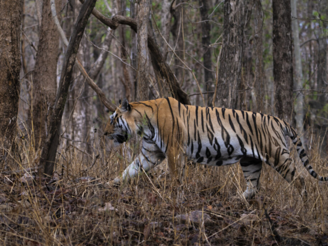 Tiger in action, Pench Tiger Reserve, Seoni, India
