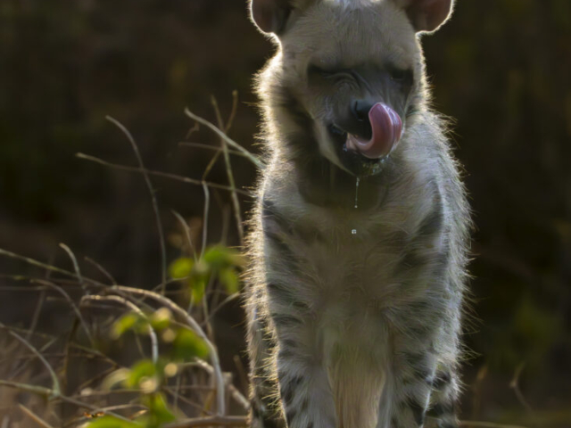 A very thirsty hyena, Jhalana Leopard Reserve, Jaipur, India