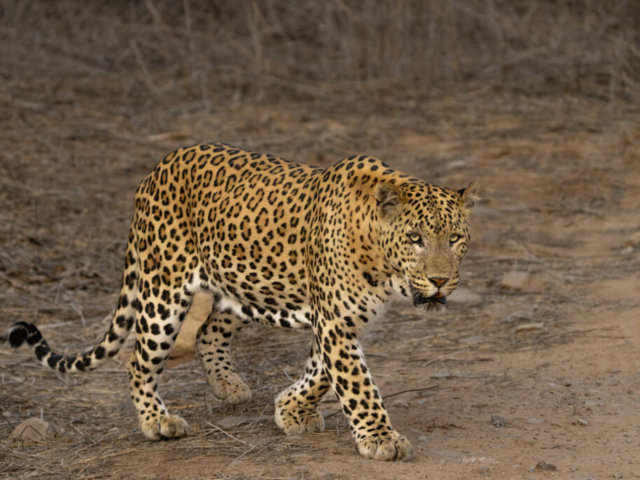 Thirsty leopard on way to water hole, Jhalana Leopard Reserve, Jaipur, India