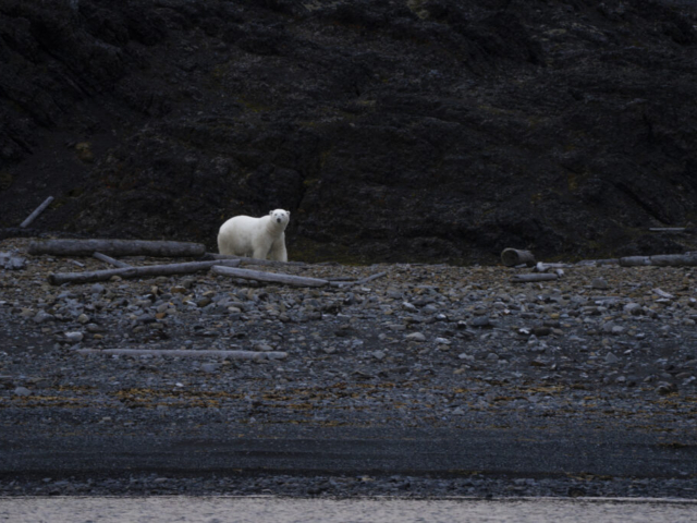 A "small" white Polar Bear contra a giant black landscape, Akseløya, Bellsund between Nordenskiöld Land and Nathorst Land, Svalbard, Norway