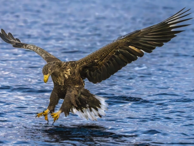 Sea eagle is coming down and taking his fish, Lauvsnes, Flatanger, Norwegian Coastline, Atlantic Sea, Norway