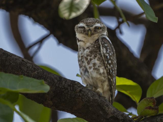 Spotted Owl, Tuli Tiger Corridor, Seoni, India